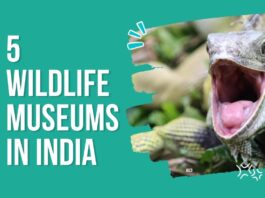 5 wildlife museums india
