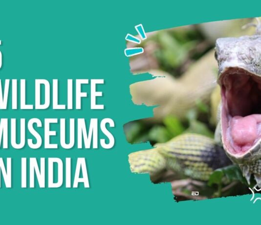 5 wildlife museums india