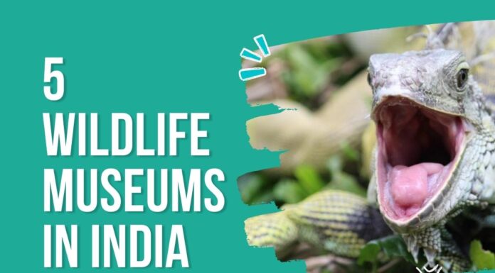 Watch: 5 Wildlife Museums In India 5 wildlife museums india