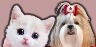 puppy mills banned in new york