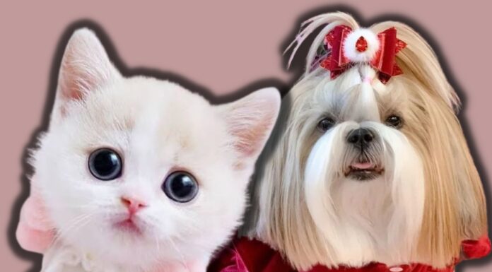 What Are Puppy Mills And Why Is New York On A Mission To Fight It puppy mills banned in new york