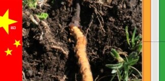 fungus cordyceps china intrusion