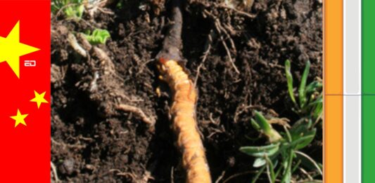 fungus cordyceps china intrusion