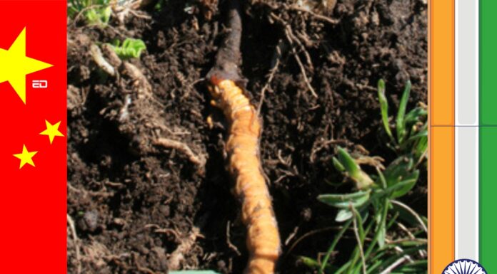 To Collect A Fungus Costlier Than Gold Is Reason Behind China’s Illegal Intrusion Into Indian Territory fungus cordyceps china intrusion