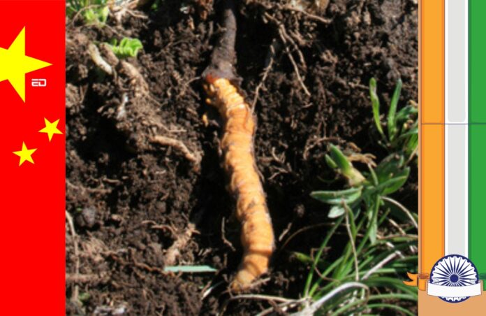 fungus cordyceps china intrusion