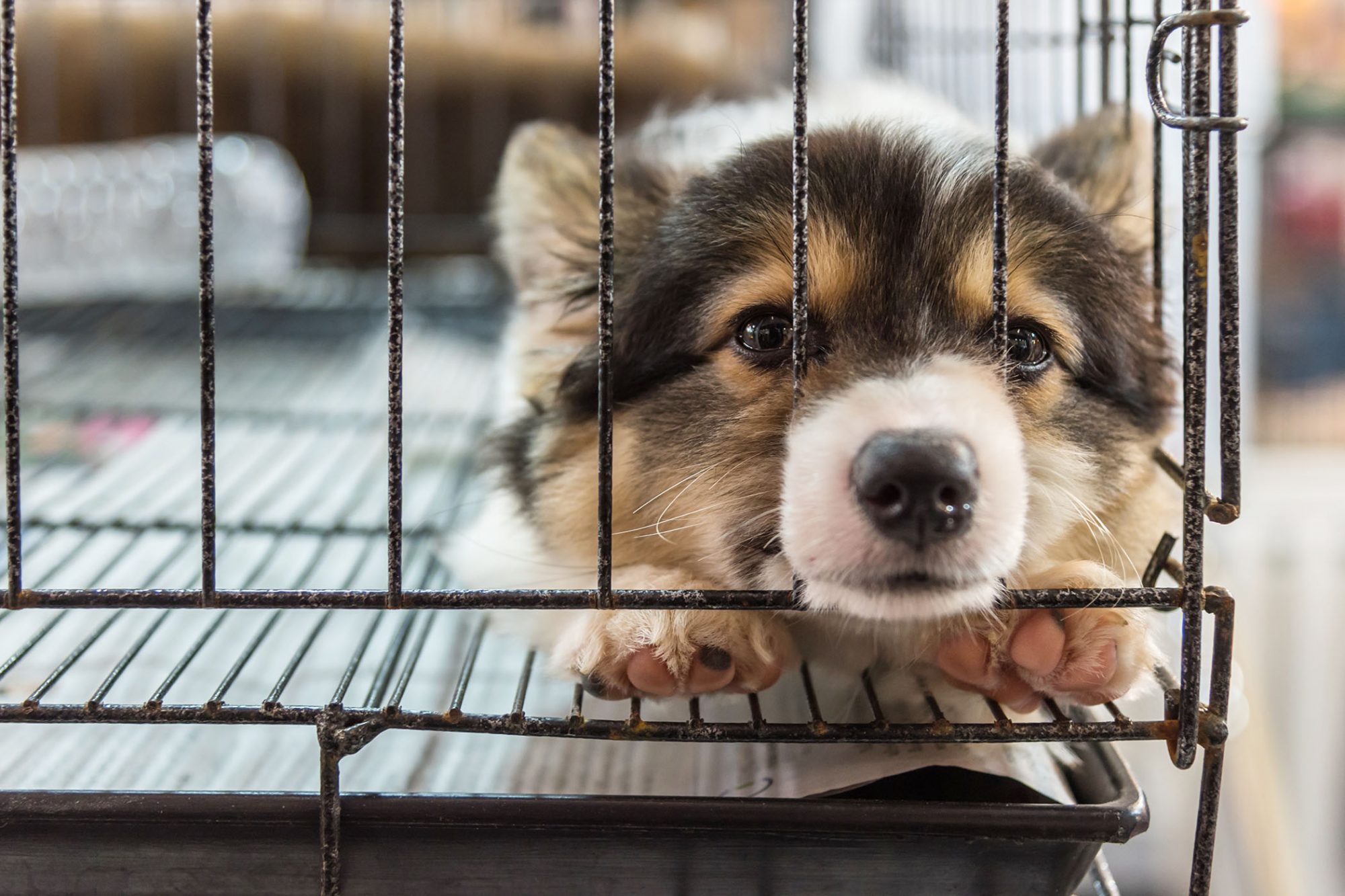 New York State Bans Pet Stores From Selling Dogs, Cats, Rabbits