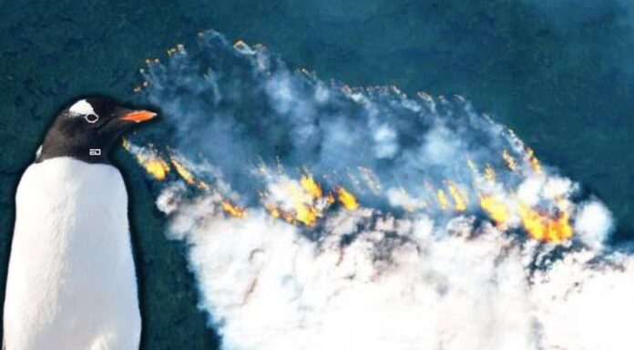 ध्रुवीय क्षेत्रों में जंगल की आग और गर्म हवाएँ, चिंता का विषय wildfires