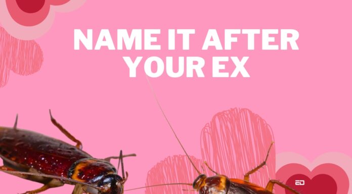 This Valentine’s Day You Get To Name A Cockroach After Your Ex cockroach