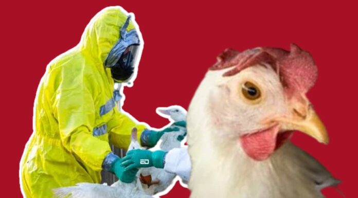 भारत में फिर से बढ़ रहे बर्ड फ़्लू के मामले: यहाँ जानिए क्या हो रहा है bird flu