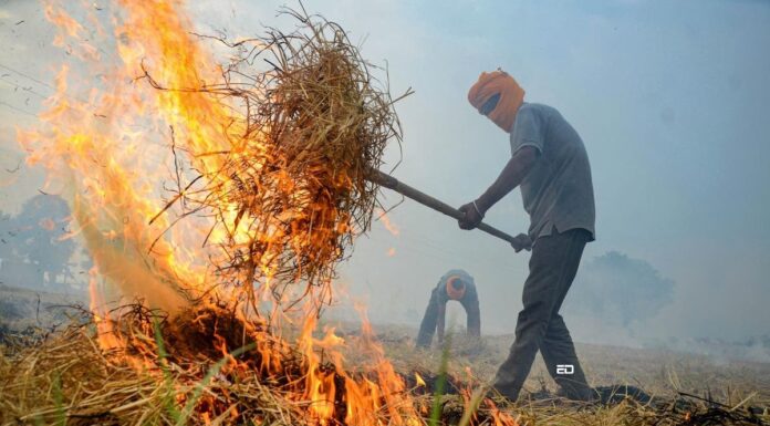 ResearchED: Why Do Farmers Still Burn Stubble Despite All Help From Govts stubble