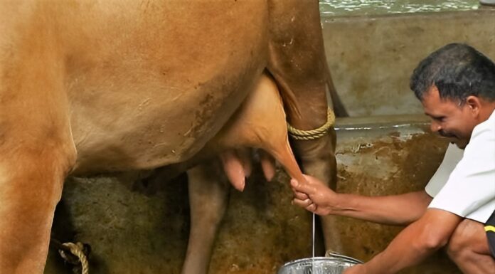 How Are Labels ‘A1 & A2’ Milk Misleading, What They Actually Mean And How To Detect A False Claim? A1 A2 milk