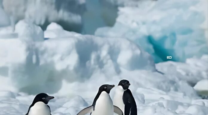 What Is Last Chance Tourism And Why It Is Not Advisable last chance tourism