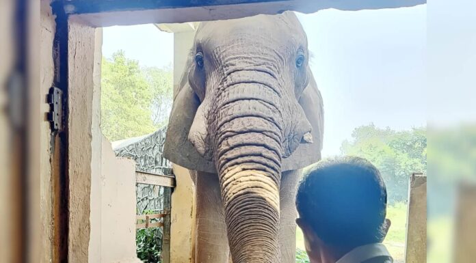 Indians Don’t Deserve Zoos; This Elephant Will Tell You Why Zoo
