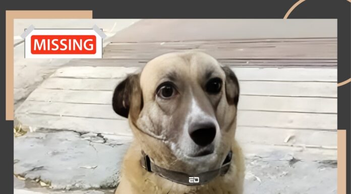 Dogs Go Missing In Delhi NCR, Kolkata; Here’s Why dogs