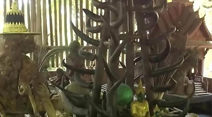 73 Dead Bodies, 600 Crocodiles: Why Were They Found In A Thai Temple? Thai Temple