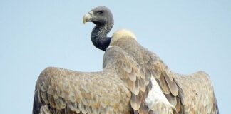 Vulture