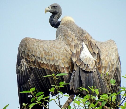 Vulture