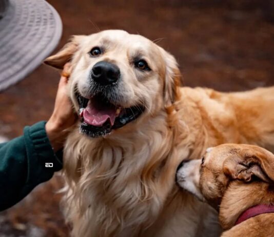 Pet