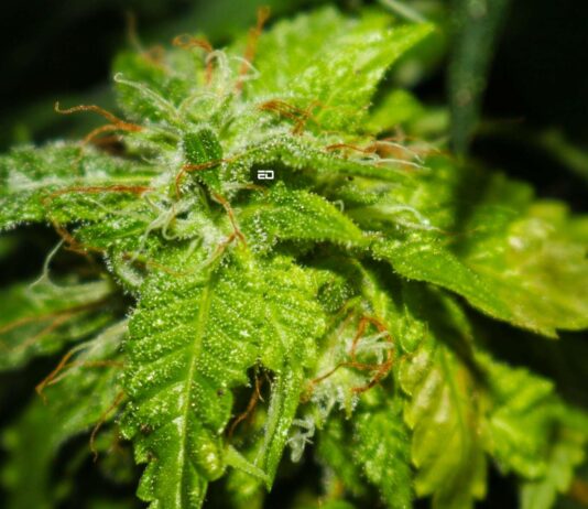 Bhang