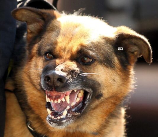 ED VoxPop: We Ask Gen Z Their Solution For The Stray Dog Biting Menace dogs