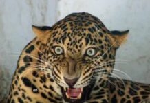 leopard