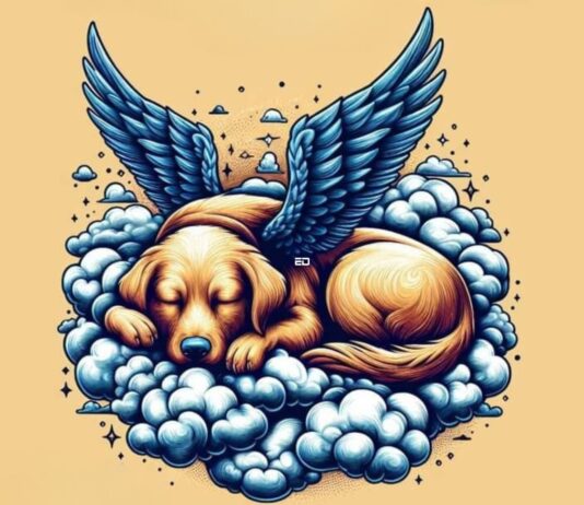 Breakfast Babble: Why Losing My Pet Feels Worse Than A Heartbreak pet