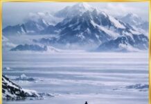 Why Is The Internet Obsessed With A Penguin Walking Towards The Mountains? Penguin