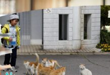 Watch: 5 Unique Islands Run By Animals animal