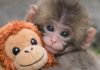 Baby Monkey Punch Makes 20$ IKEA Toy Go Viral, Reselling For Crazy Cost IKEA