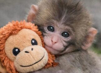 Baby Monkey Punch Makes 20$ IKEA Toy Go Viral, Reselling For Crazy Cost IKEA