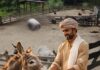 The Government Will Pay You 50 Lakh For Raising A Donkey; Here’s Why donkey