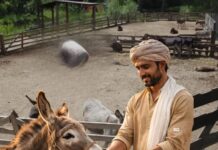 The Government Will Pay You 50 Lakh For Raising A Donkey; Here’s Why donkey