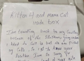 Dubai Is Abandoning Dogs And Cats On Streets, In Boxes, To Flee From The War Dubai