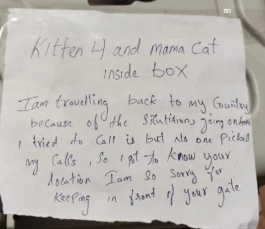 Dubai Is Abandoning Dogs And Cats On Streets, In Boxes, To Flee From The War Dubai