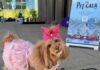Forget The Met Gala, See Tiny Tuxedos And Pearls In Adorable ‘Pet Gala’ Pet Gala