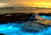 Why Is Radhanagar Beach Called The Best Beach In Asia And Where Is It? Radhanagar Beach