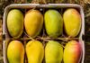 Are Indians Eating And Exporting Poisonous Food Products? Export