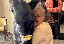 Donkeys Are Helping Patients In Paris: This Is How donkeys