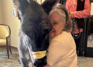 Donkeys Are Helping Patients In Paris: This Is How donkeys