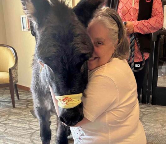 Donkeys Are Helping Patients In Paris: This Is How donkeys