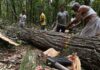 Thousands Of Trees To Be Cut In Rishikesh Despite Protests, Environmental Concerns rishikesh
