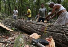 Thousands Of Trees To Be Cut In Rishikesh Despite Protests, Environmental Concerns rishikesh
