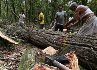 Thousands Of Trees To Be Cut In Rishikesh Despite Protests, Environmental Concerns rishikesh