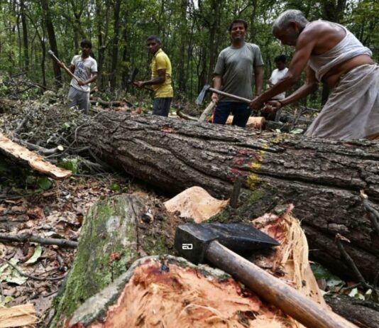 Thousands Of Trees To Be Cut In Rishikesh Despite Protests, Environmental Concerns rishikesh